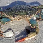 Granchio blu (Callinectes sapidus) foto di james st. john